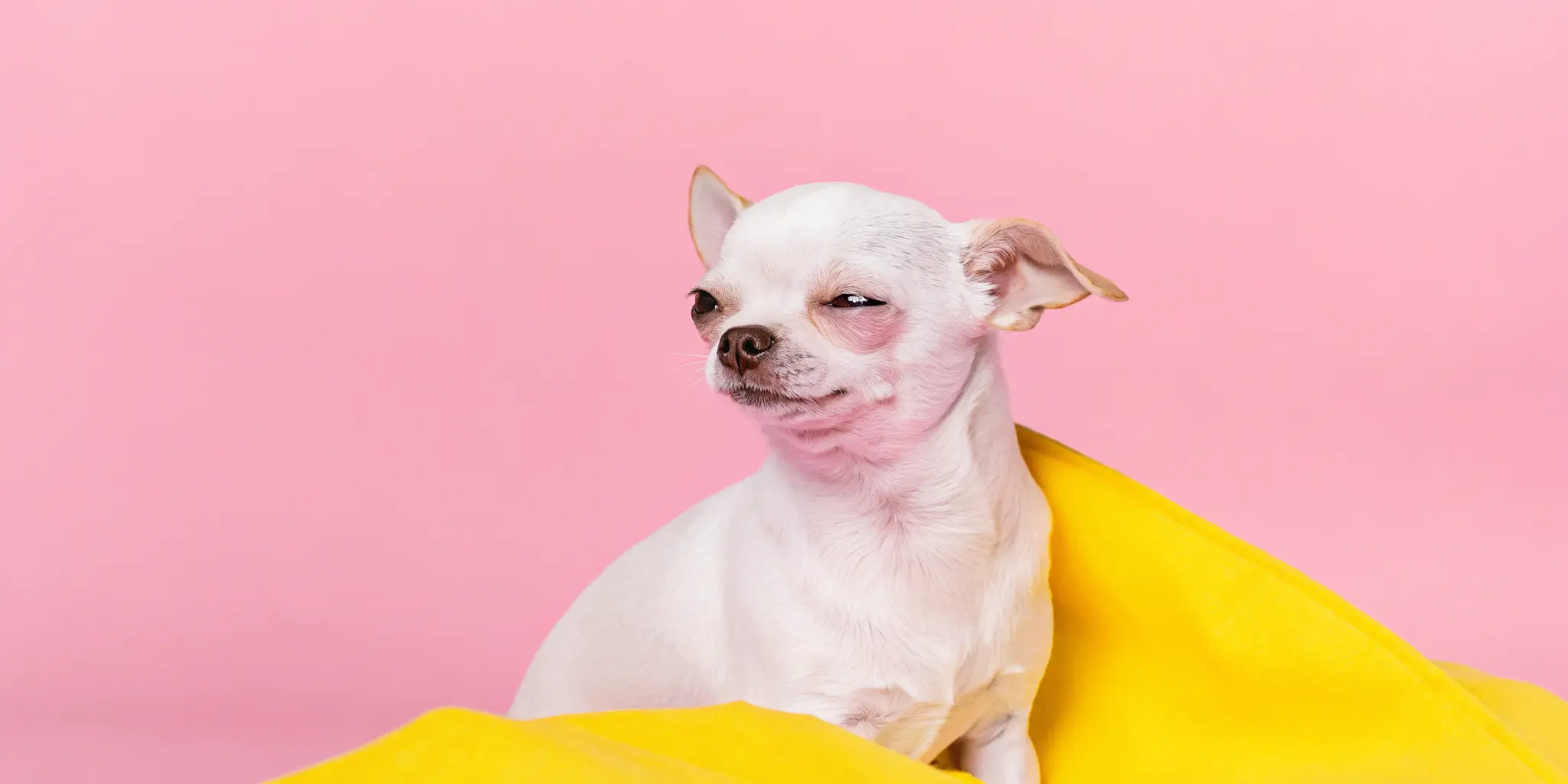 A tiny white Chihuahua puppy with big ears and a curious expression sits on a colorful blanket.