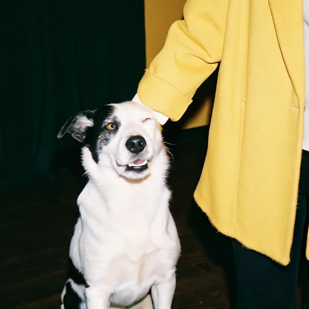 A black and white dog with one brown eye winks and smiles while being petted by a hand in a yellow coat