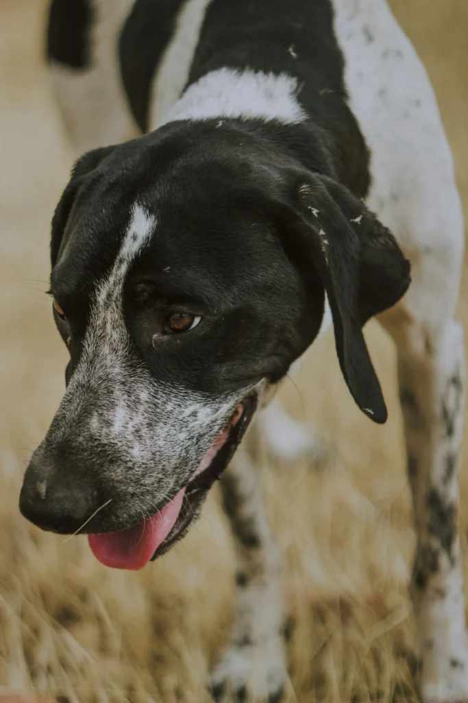 male hunting dog