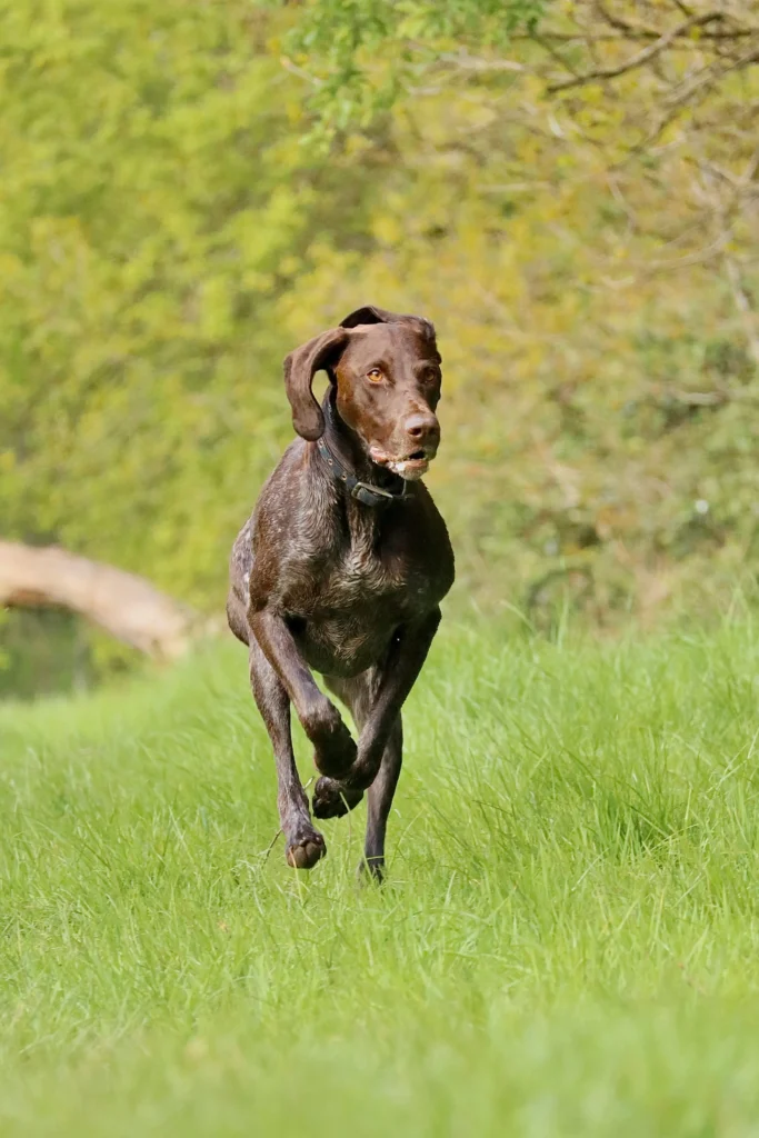 active hunting dog