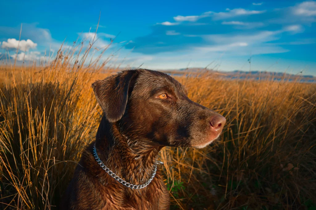 hunting dog brown