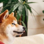 Side Eye Dog: A Shiba Inu with tan and white fur gives a classic side-eye glance with a slightly open mouth and visible tongue, set against a backdrop of green plants.