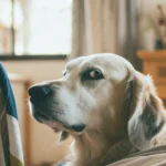 Side Eye Dog: A Golden Retriever gives a subtle side-eye glance with a slightly suspicious expression.
