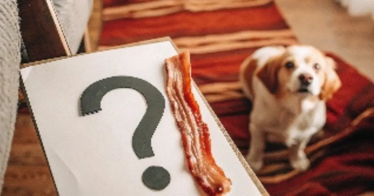 A dog looks at a piece of bacon next to a question mark. Can dogs eat bacon?