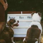 Names for Dogs Pitbull: Two pitbull dogs, Rocky and Max, pose with a sign that reads "Rocky REX MAX".