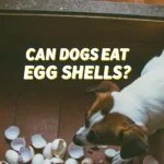 Can Dogs Eat Egg shells? A dog looks at a pile of egg shells on the floor.