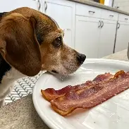 A beagle looks intently at a plate of bacon.
Can dogs eat bacon?