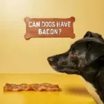 A black dog looking at a piece of bacon with a sign that reads "Can dogs have bacon?" above it.