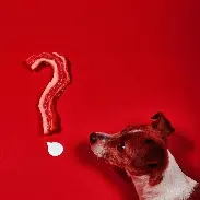 A dog looking at a question mark made of bacon strips on a red background. Can dogs eat bacon?