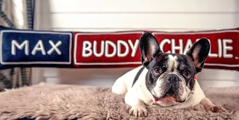 French bulldog names resting on a fluffy mat with a decorative cushion displaying names Max, Buddy, and Charlie.