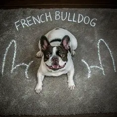 French bulldog names sitting on a rug with "French Bulldog" written in chalk around it.