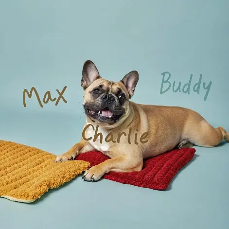 Black French bulldog names on a dark rug with "French Bulldog" written in chalk.