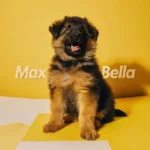 A German Shepherd dog names puppy sitting on a yellow background with the names Max and Bella written below.