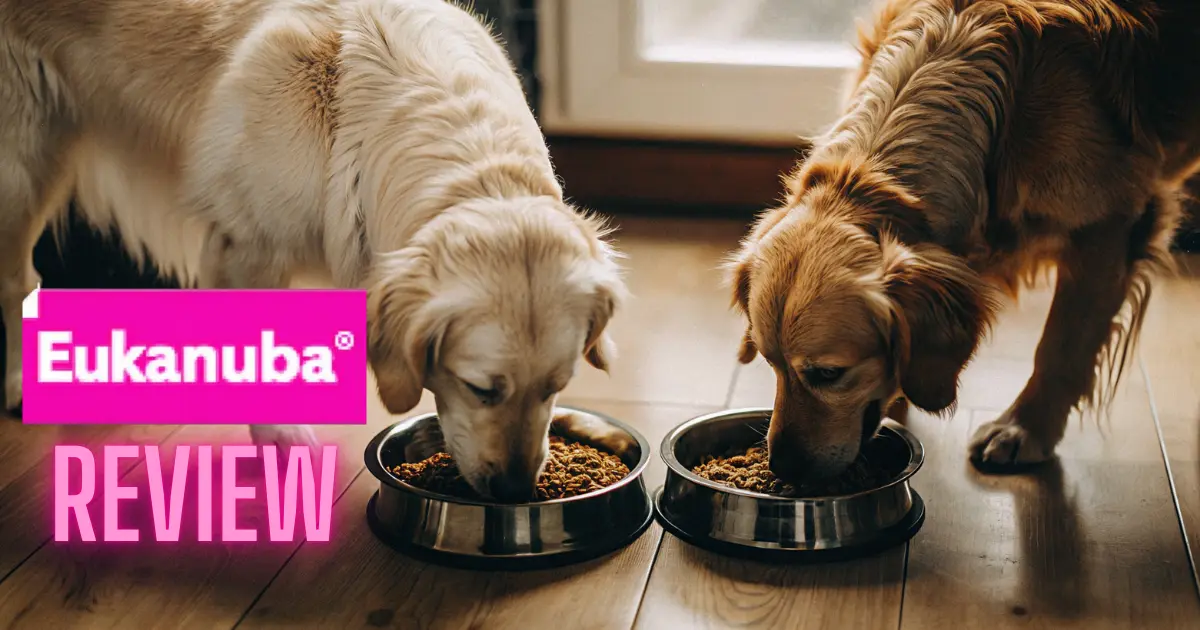 "Two golden retrievers enjoying Eukanuba dog food from their bowls."