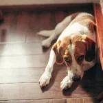 A sad dog standing by a window, looking outside with a thoughtful expressioncan dogs have autism