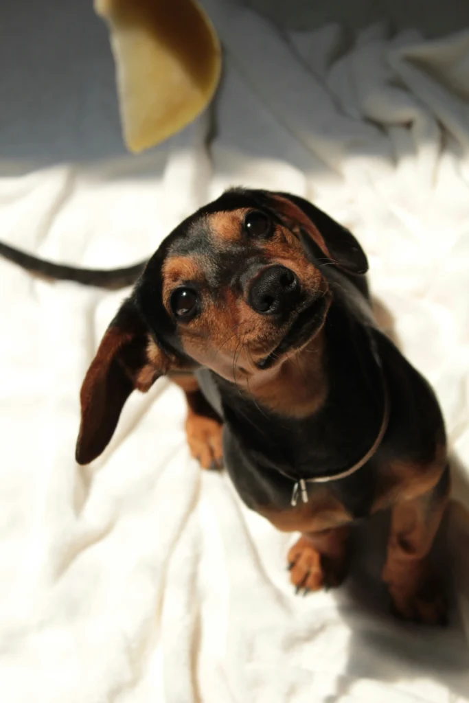 A black and tan dachshund puppy looks up with hopeful eyes at a piece of cheese held above.