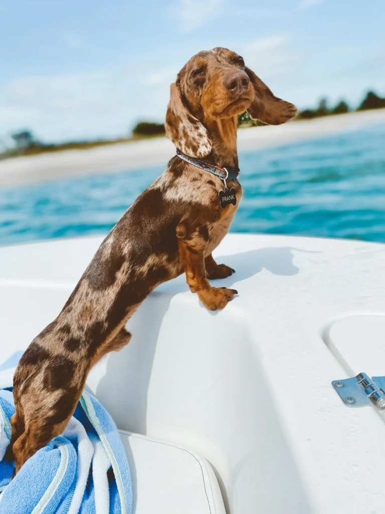 A dapple dachshund dog named Frank stands on the white edge of a boat with blue water and a distant shoreline in the background.