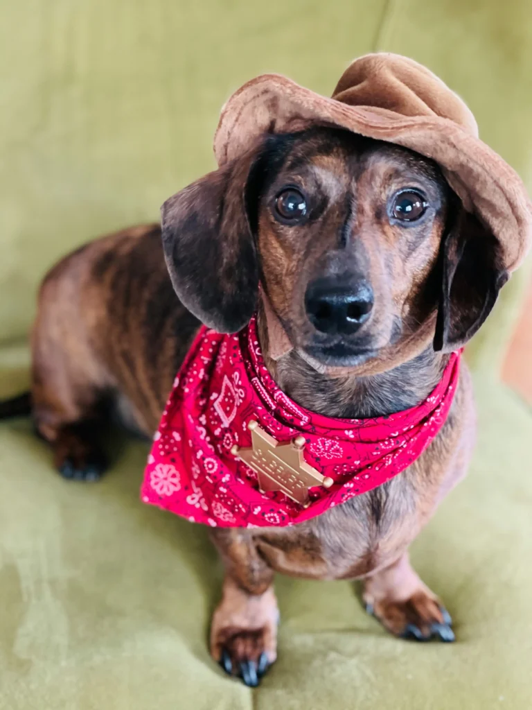 A brindle dachshund wearing a cowboy hat and sheriff's badge. Considering western-themed dachshund names.
