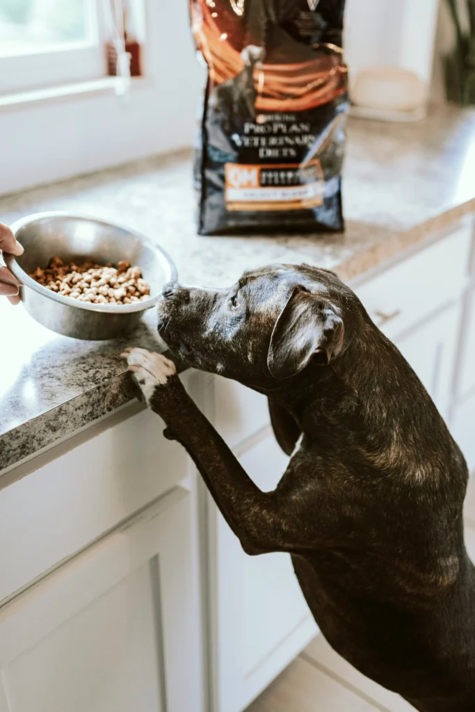 What is the healthiest dog food with no recalls? A dog eagerly anticipates a meal of Pro Plan Veterinary Diets.