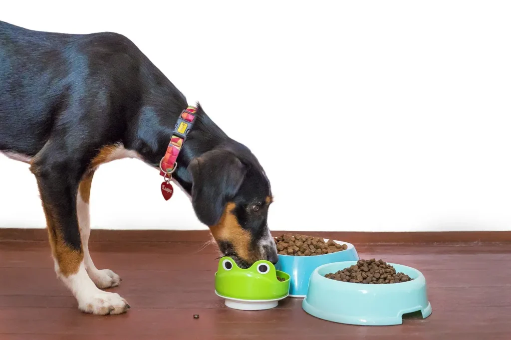 A black and tan dog leans down to eat kibble from one of three bowls, prompting considerations like: is Lone Wolf Ranch dog food good for dogs?