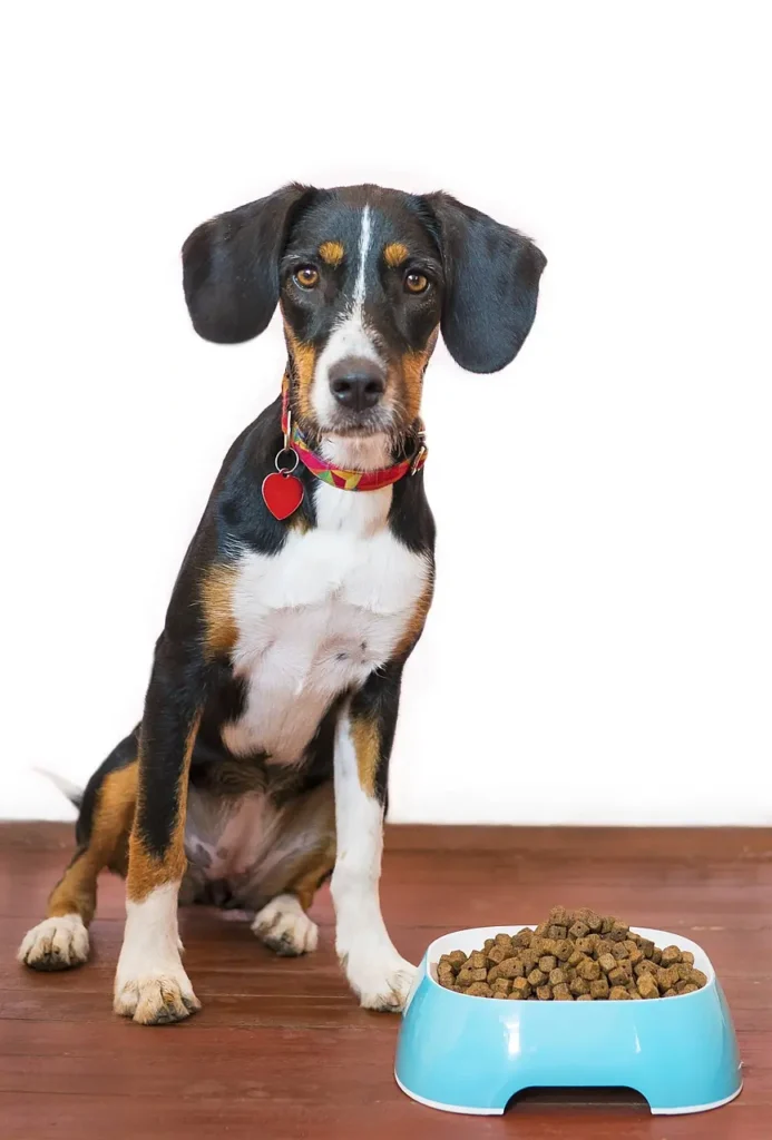 A tricolor dog with floppy ears sits patiently beside a blue bowl full of kibble, illustrating the context for asking: is Lone Wolf Ranch dog food good for dogs?