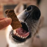 A bowl of dog food is displayed, prompting the question: What dog food do vets not recommend?