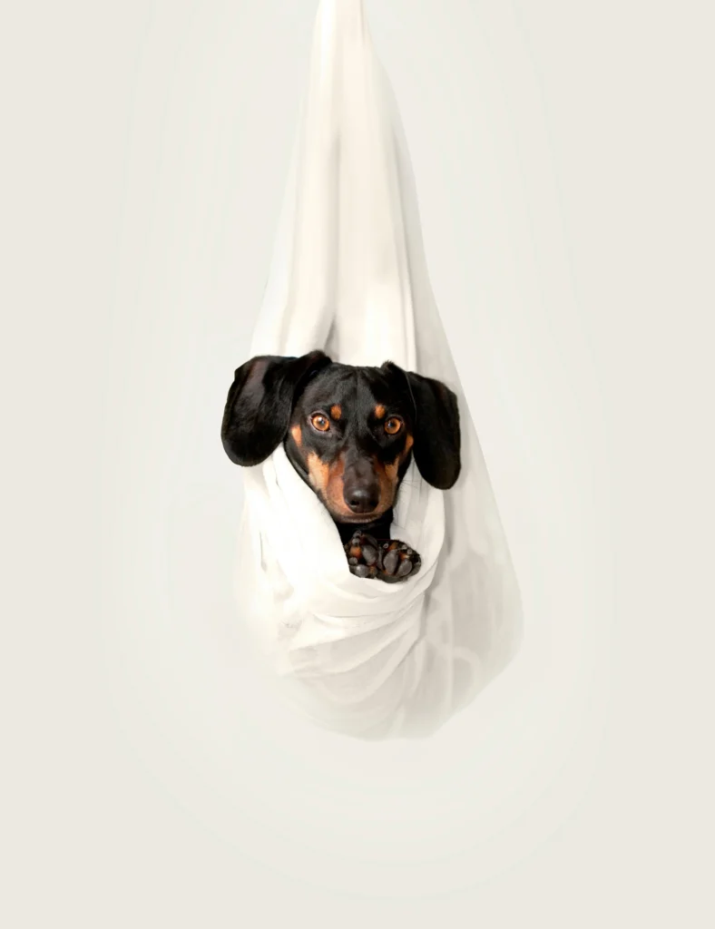 A black and tan mini dachshund wrapped in white fabric, making one wonder: What to call a mini dachshund?