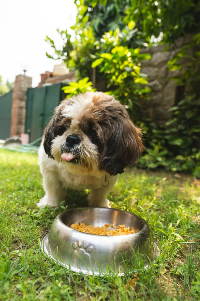A small dog stands near a bowl of food outdoors, prompting the question: dry dog food brands to avoid