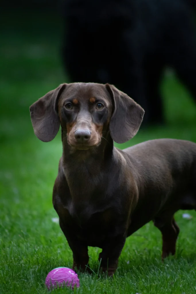 A chocolate smooth-haired mini dachshund stands on green grass with a purple toy, prompting the question: What to call a mini dachshund?