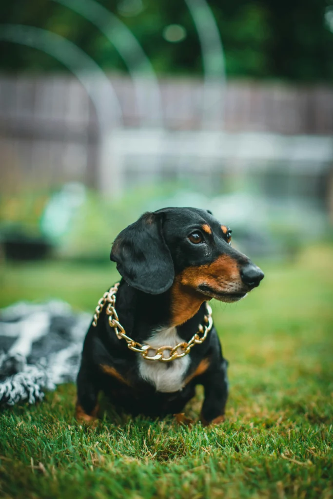 A black and tan dachshund with a gold chain on a grassy lawn, making one wonder: Who is the most famous Dachshund?