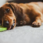 A long-haired dachshund puppy lying on a gray surface licks a green frisbee, showcasing the playful and sometimes stubborn Dachshund personality traits.
