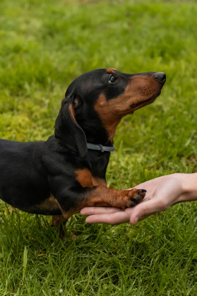 A black and tan mini dachshund is being offered a hand, sparking the question: What to call a mini dachshund?