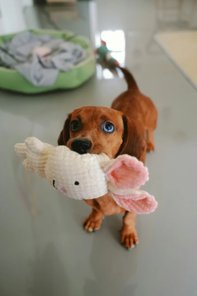 A red dachshund with one striking blue eye holds a white plush bunny toy in its mouth, showcasing typical Dachshund personality traits of playfulness and determination.