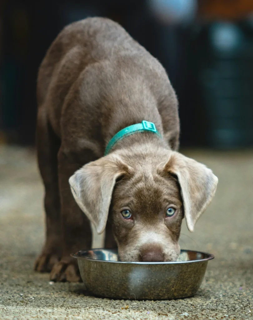 A Weimaraner puppy eats from a bowl, raising a question about dry dog food brands to avoid.