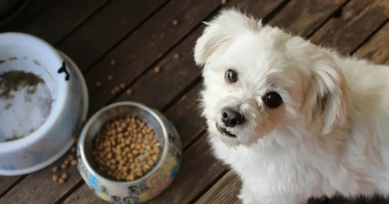 A small white dog looks towards the camera next to two food bowls, prompting the question: what dog food do vets not recommend?