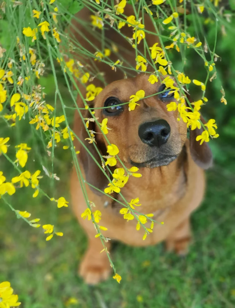 A brown dachshund dog looks up through branches of small yellow flowers.