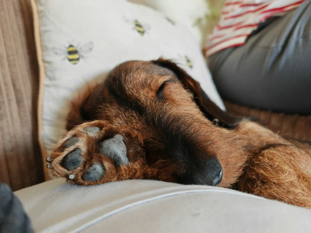 A wire-haired dachshund sleeps peacefully with its paw resting on a cushion decorated with bees, showcasing the affectionate and relaxed Dachshund personality traits.