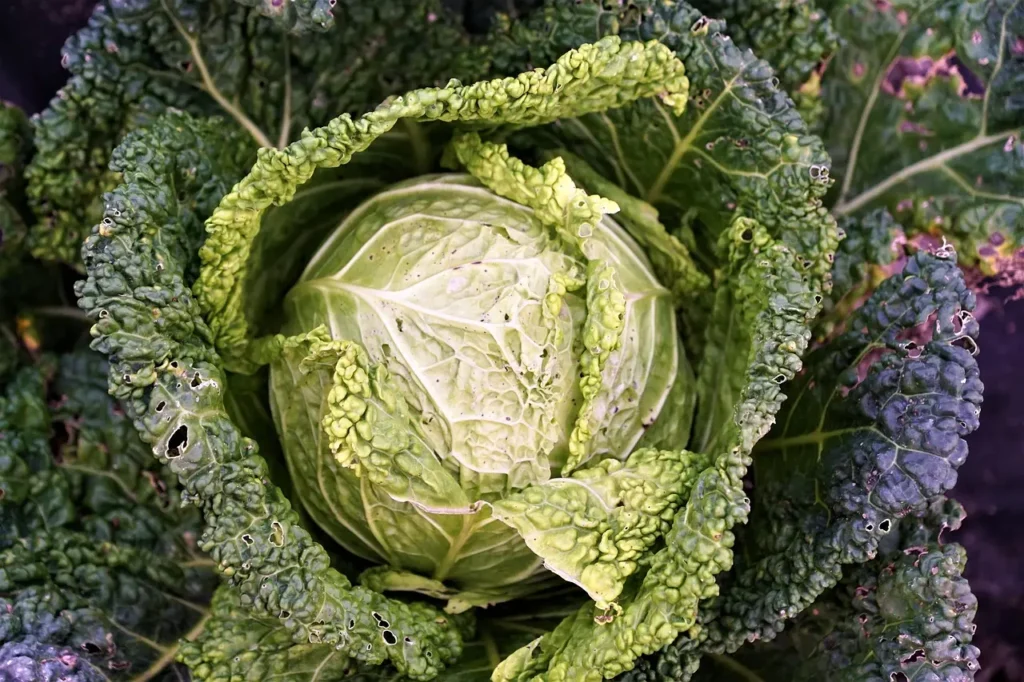 can dogs eat auerkraut