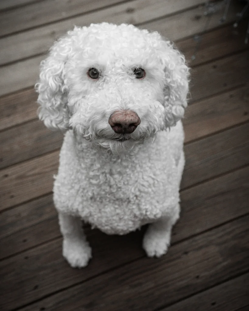 dog white fuuny and spanish dog names for my dog