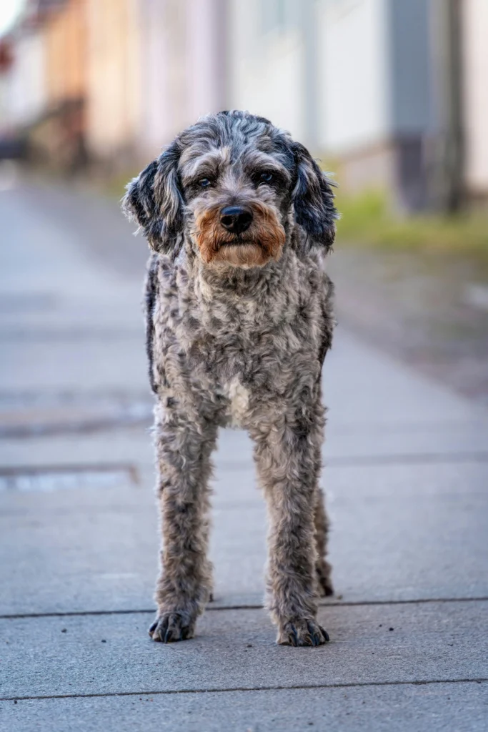my dog great spanish dog names for my dog