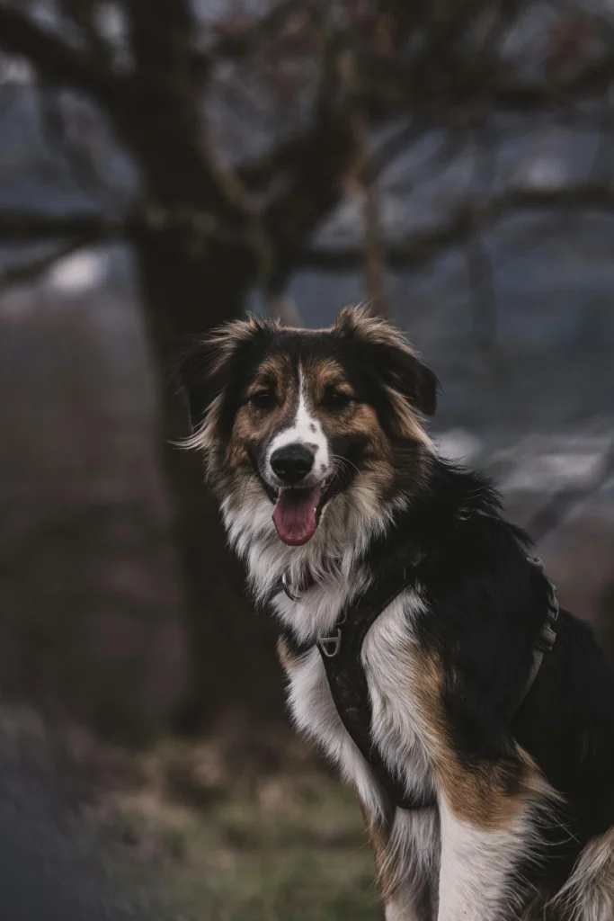 dog names for big dogs