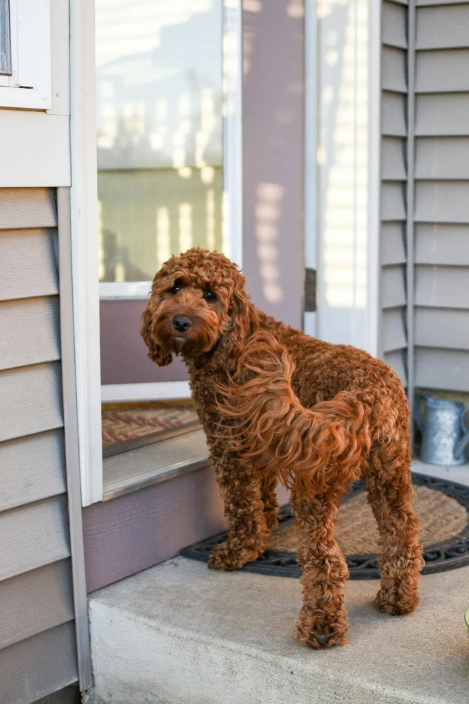 spanish-dog-names-scaled.