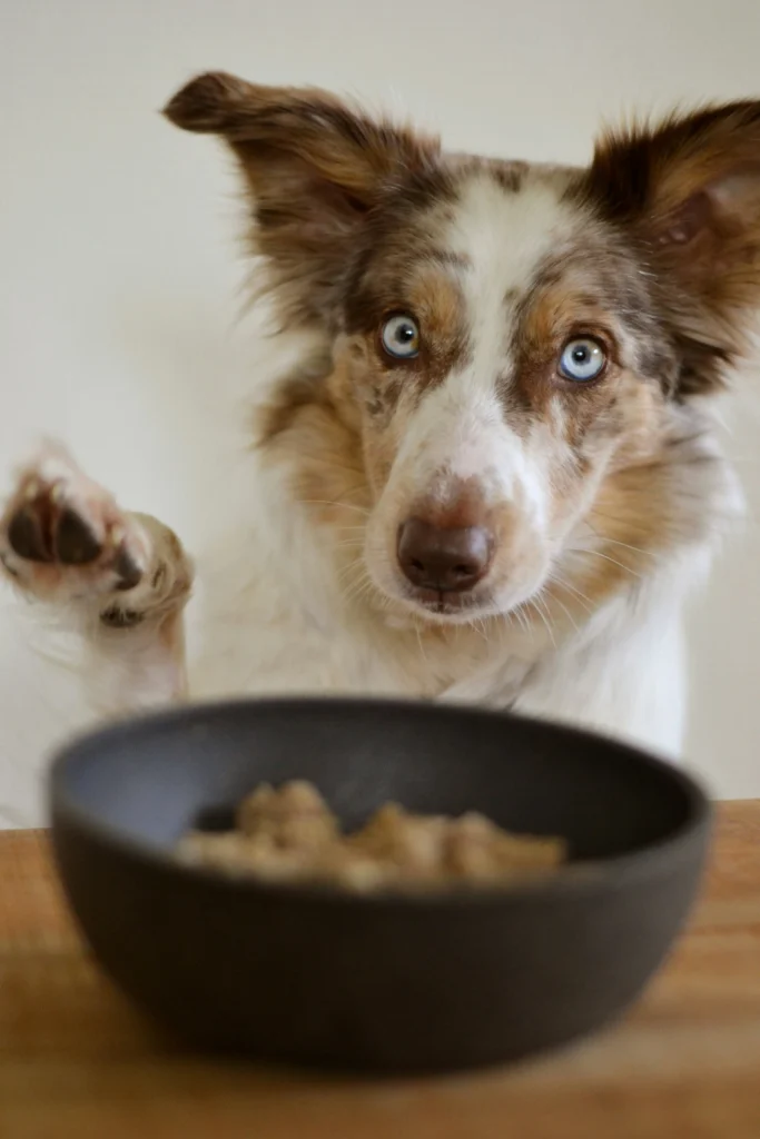 dog happy for can dogs eat eggplant